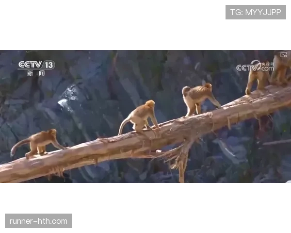 非洲雄狮、雄鹰与黑星：荣耀征程中的崛起与追梦